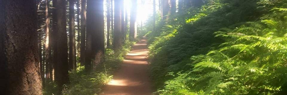PDXtraci's profile banner image