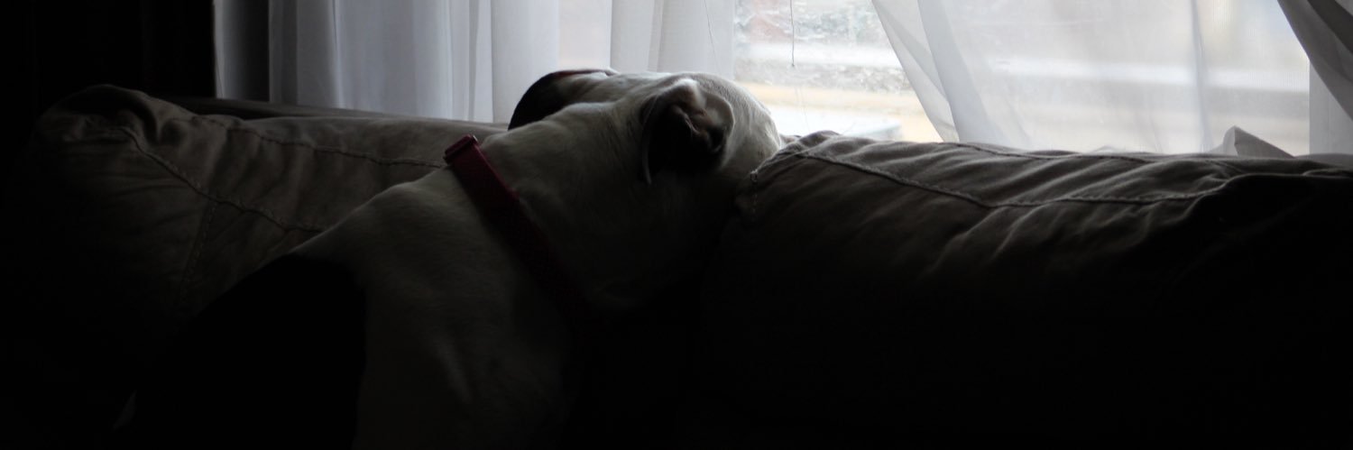 jada_wolf24's profile banner image