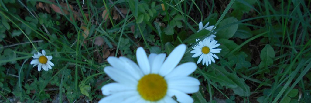 CeeleLezaeta's profile banner image