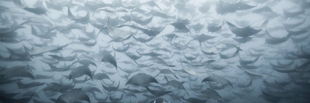 HC+- banner