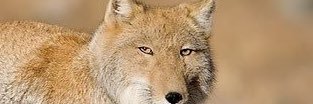 bawtch's profile banner image