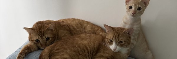 yasminazhann Profile Banner