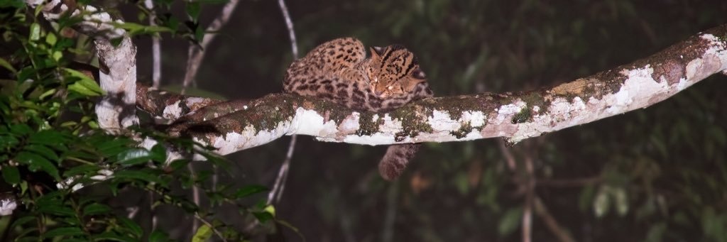 WildDiaries's profile banner image