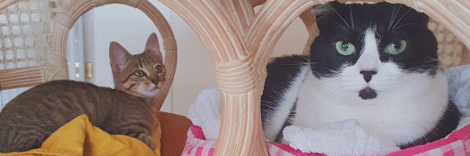 bruisboring's profile banner image