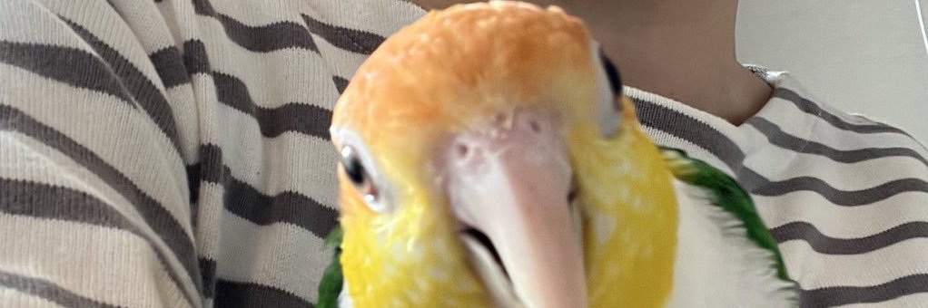 🌸ま🌷︎す🌸 banner