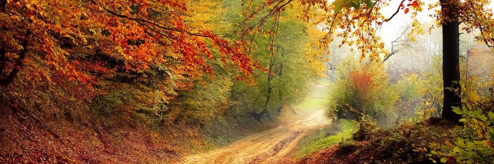 Semeurs de forêts banner