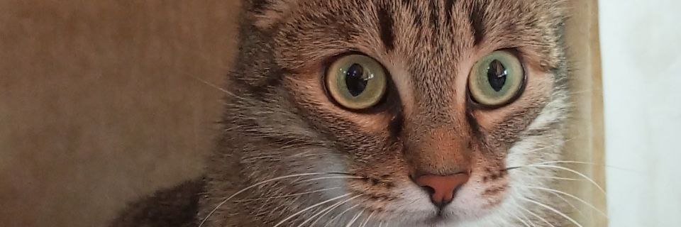 HalexJeane🐝 banner