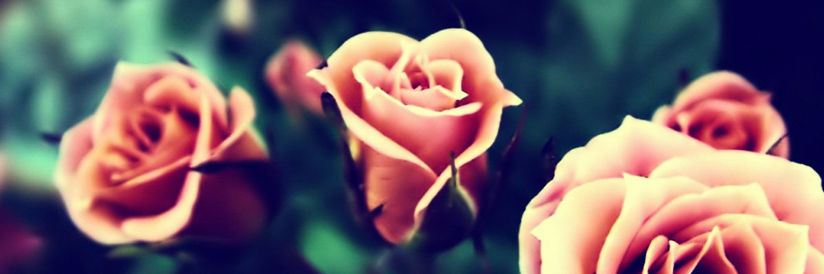 SegallKate's profile banner image
