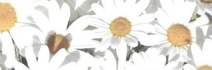 ohlookitsrobin's profile banner image
