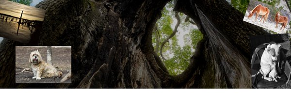 MarkDFW Profile Banner