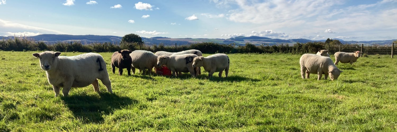 Ballindean Ryelands & Menmuir Oxford Downs banner