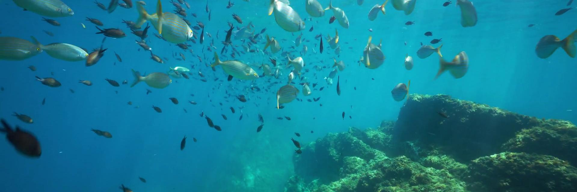 Dimitra Petza banner