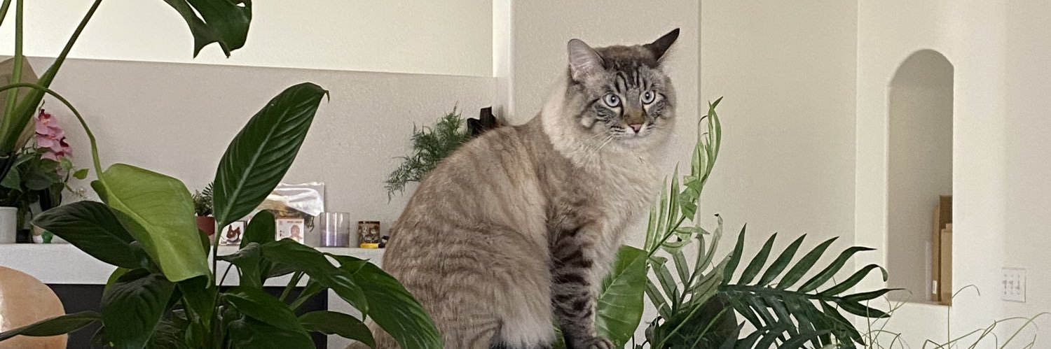 strawbaribby's profile banner image