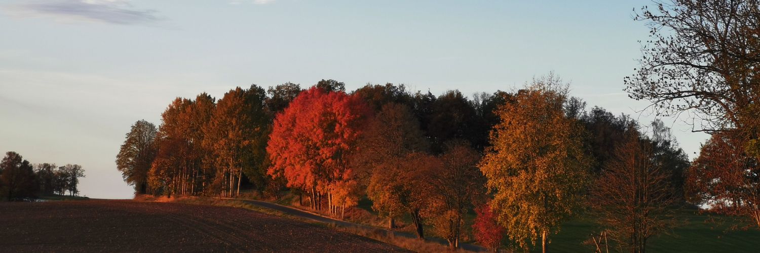 Bellthane🍀 banner