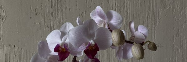 wormbaguette Profile Banner