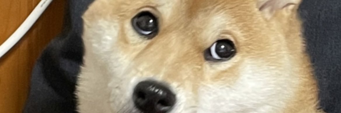 うるせぇ猿☪️🐾 banner