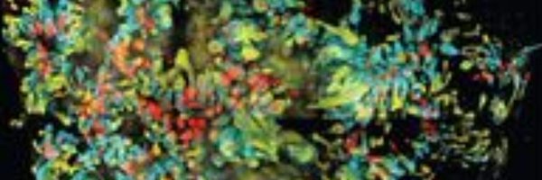 SerafiCambray Profile Banner