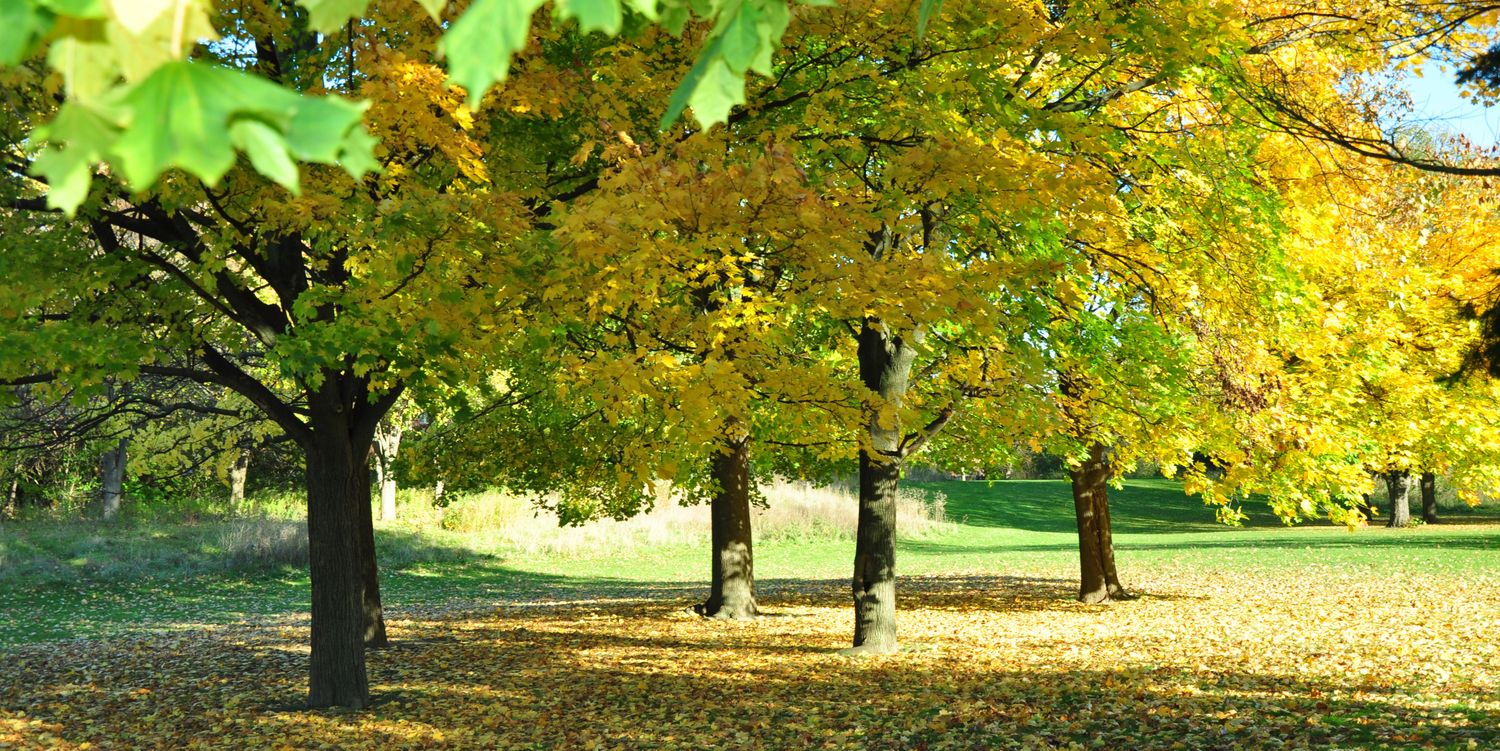 vesna_ma's profile banner image