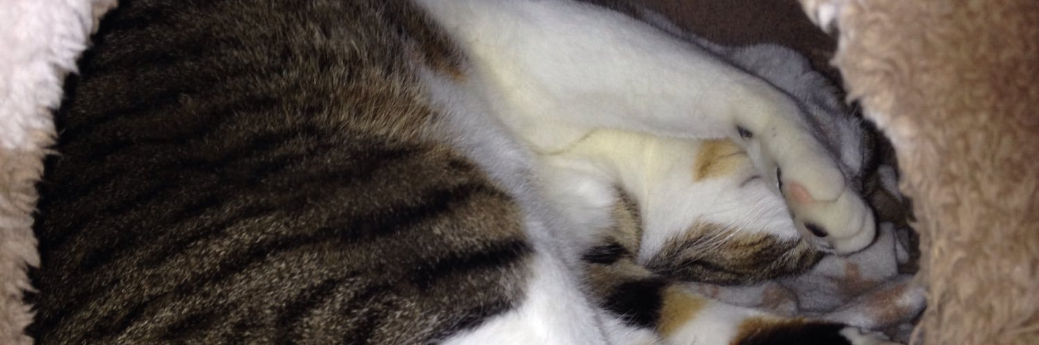 ねこまんま（遺伝子組み換えでない） banner