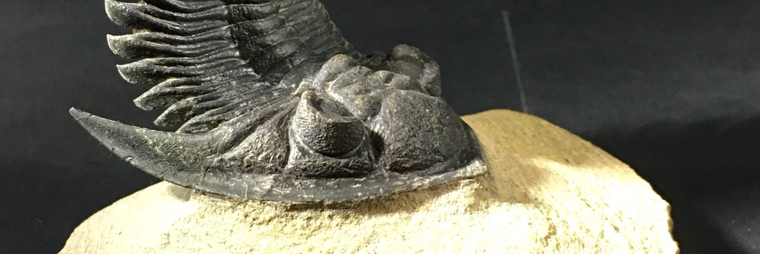 FossilsCrystals's profile banner image
