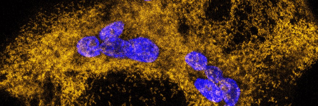 Nice Osteoimmunology Lab banner