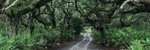 Kayla_C_Wilson's profile banner image