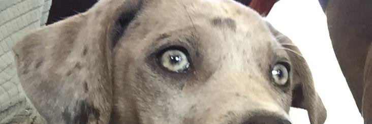 blatherbeard's profile banner image