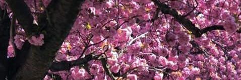 Steffy 🌼 banner