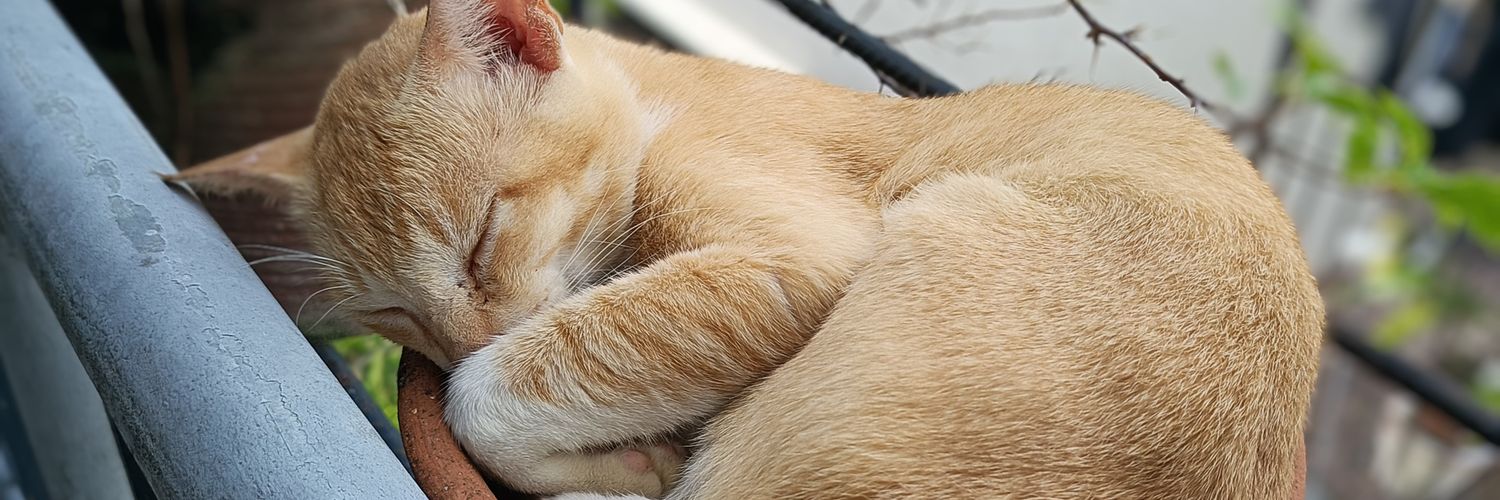 kaeffeinated 🌱 banner