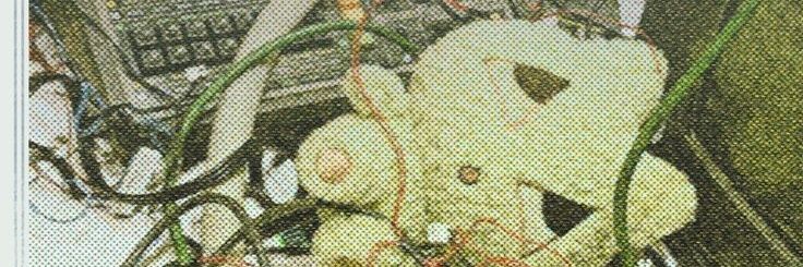 snɹɐɔı 🪽 banner