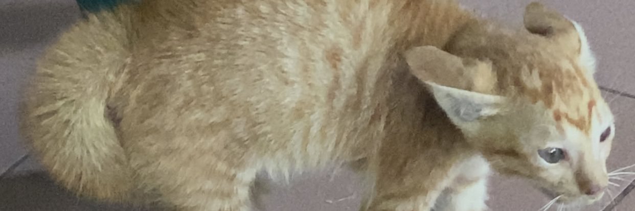WillyChniago's profile banner image