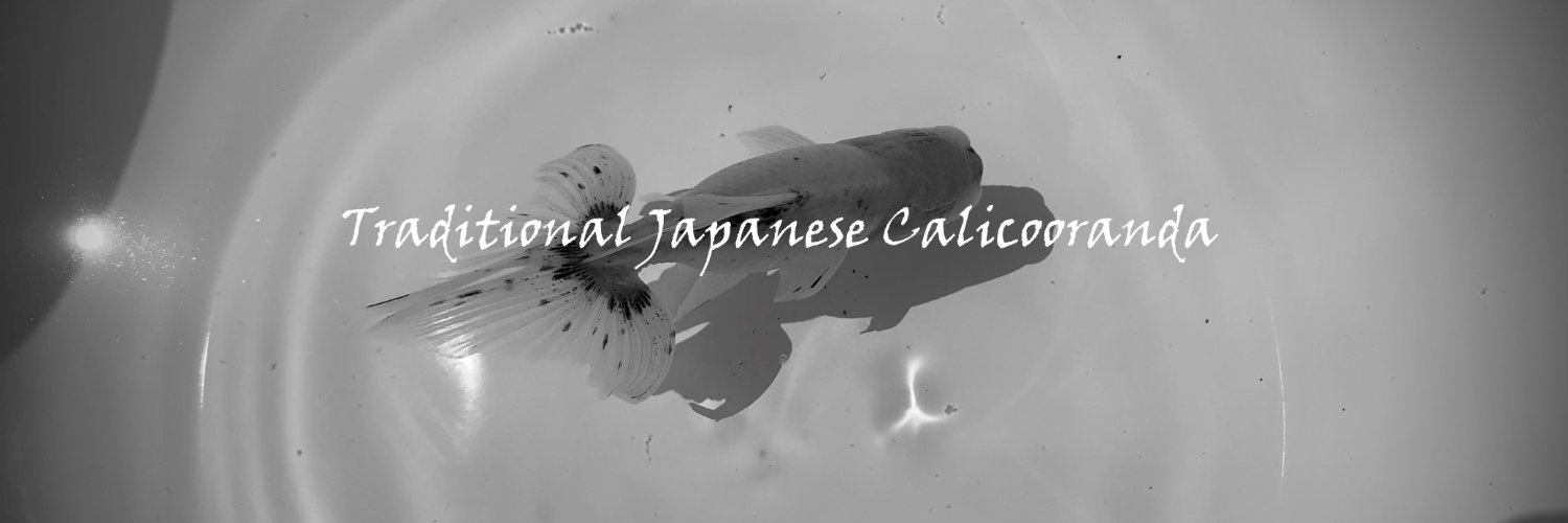 peperia_gf's profile banner image
