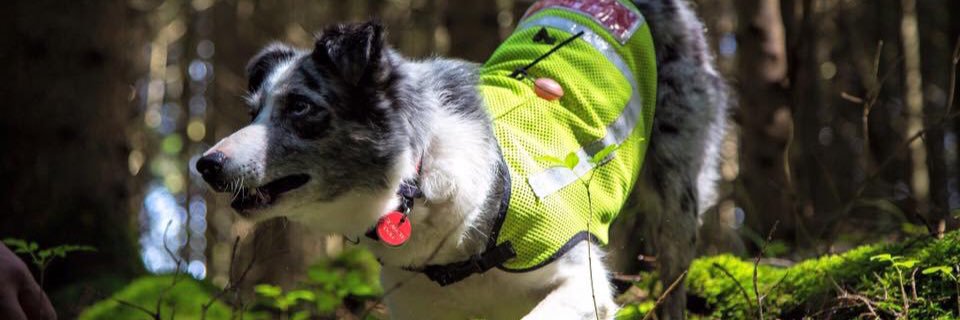 SARDogIzzy's profile banner image