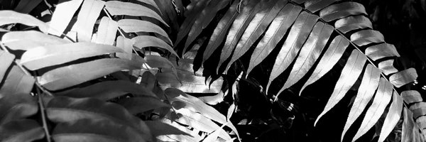 SofirsFerns Profile Banner