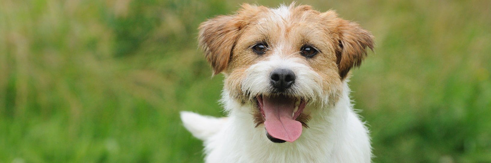 our_canine's profile banner image