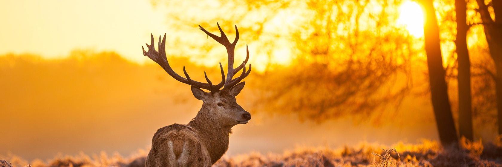 DonCorreaa's profile banner image