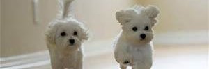 redcapri1's profile banner image