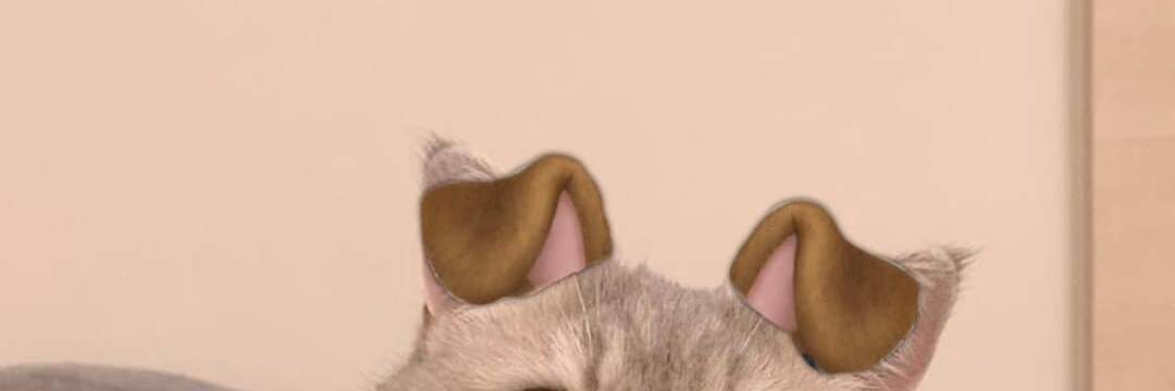 snufifieee's profile banner image