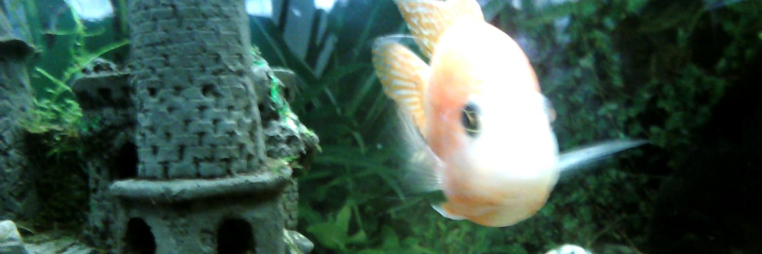 fishelein's profile banner image