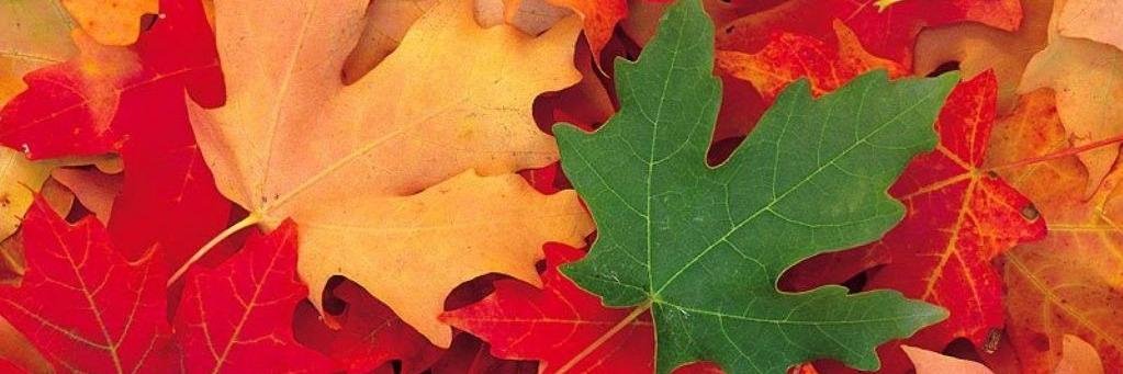 Melissa Derisi banner