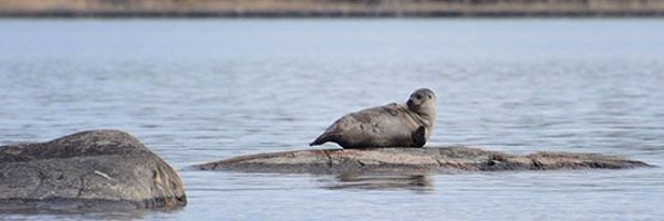 Luontopalvelut Profile Banner