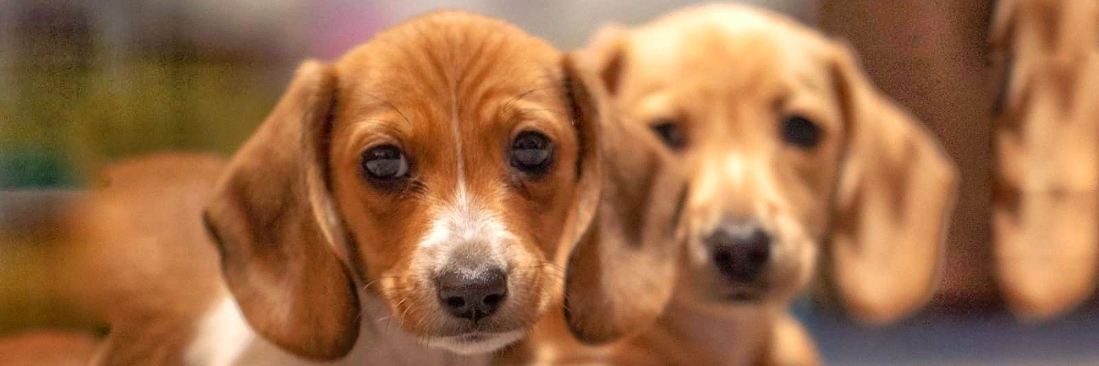 MyTwoHotdogs's profile banner image