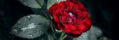 أبتسام،،، 🕊🍃 banner