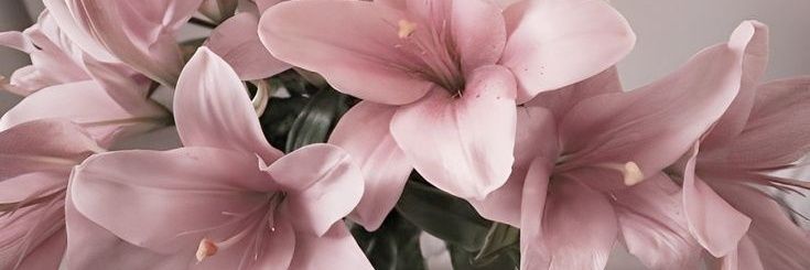 🐎🌱hannah💚 ⚞•⚟ banner