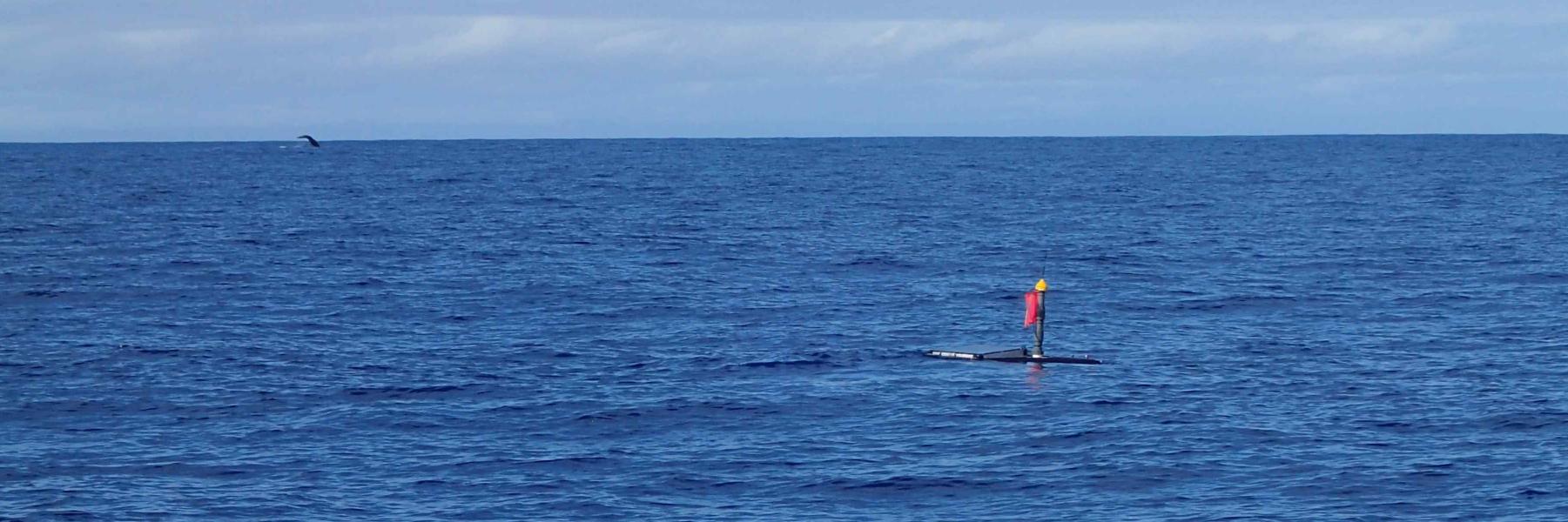 Jupiter Research Foundation banner