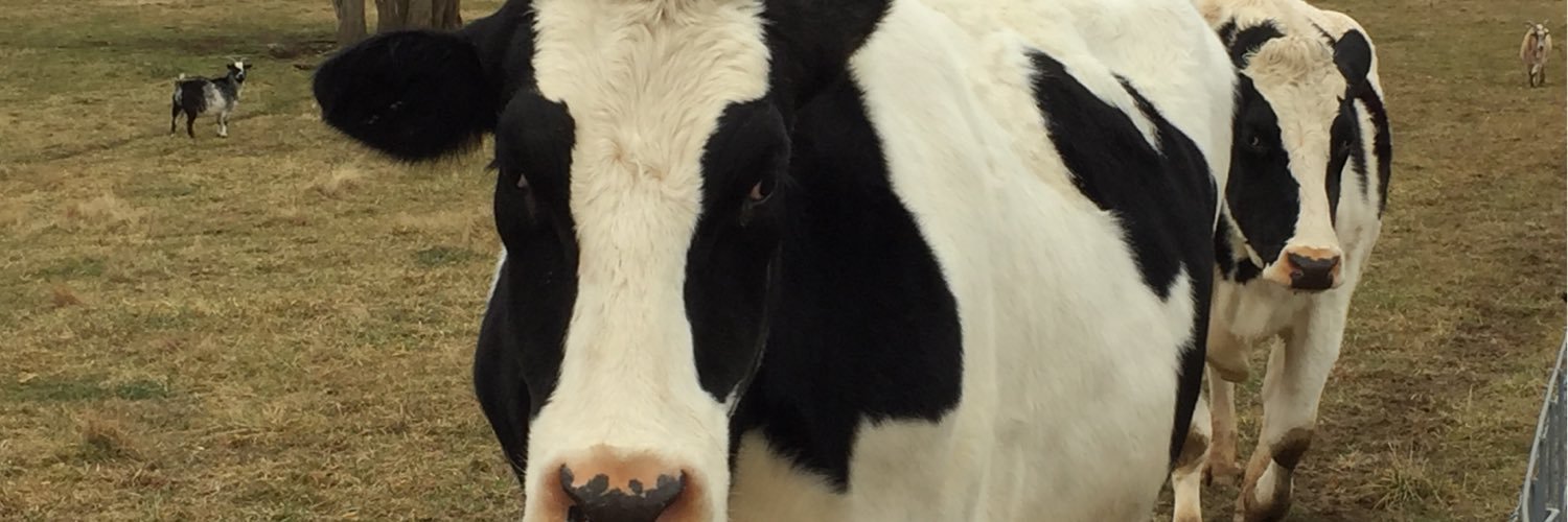 morbosr's profile banner image