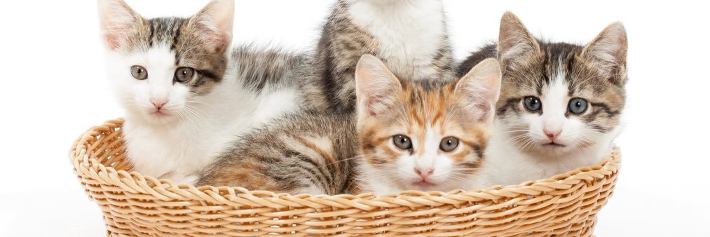 Allerpet banner