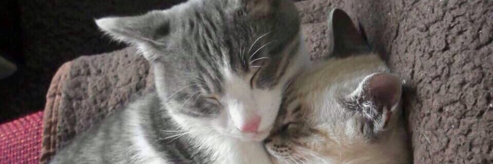 pekico_m's profile banner image