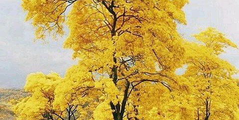 wenloce's profile banner image