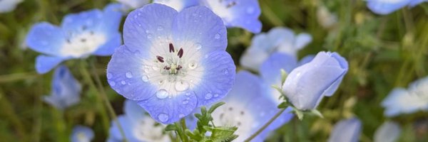 pipirupi0111 Profile Banner